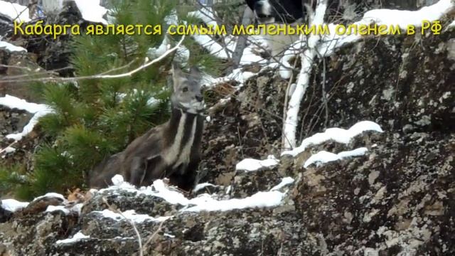 Видеоролик о защите природы смотреть онлайн