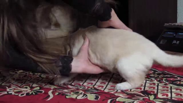 Золотистый ретривер  Golden Retriever