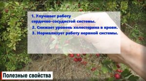Боярышник: Польза и Вред Кратко и Понятно!