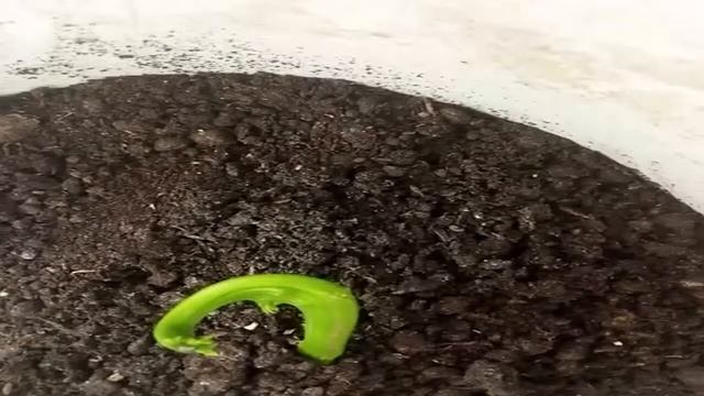 Как вырастить манго из косточки часть 2. смотреть онлайн