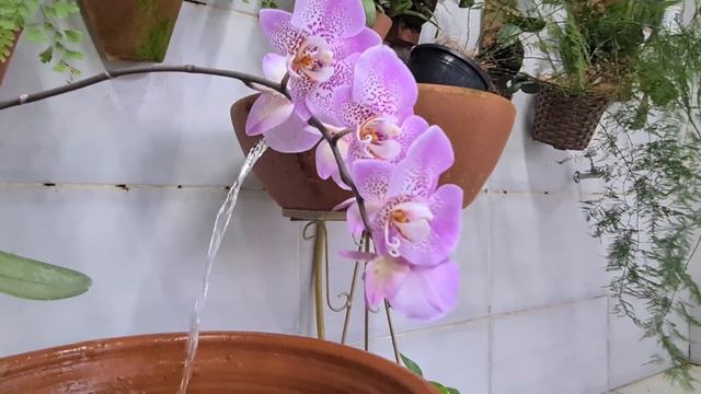 Phalaenopsis Cotton Candy смотреть онлайн