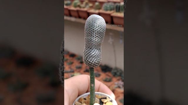 Rebutia heliosa enxertado em Pereskiopsis. #rebutia #pereskiopsis #cactos смотреть онлайн