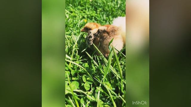 Откуда пришли к нам куры Брама?