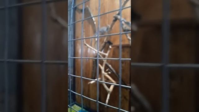 король Джулиан