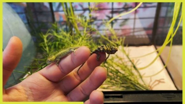 РЕПТИЛИУМ 2022 | САМОЕ ИНТЕРЕСНОЕ В PANTERIC NEWS