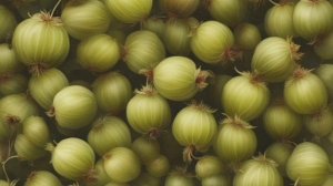 Крыжовник польза крыжовника для человека. Чем полезен крыжовник