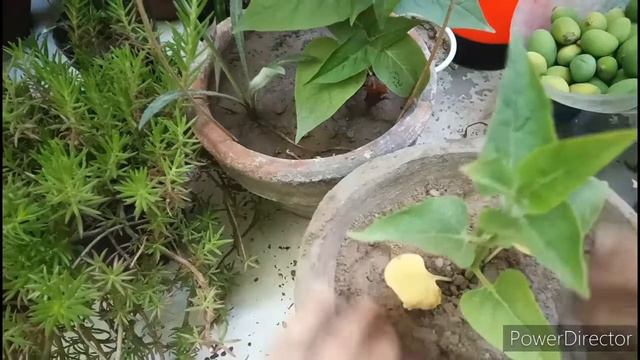 how to grow mirabilis plant from seed with result 27/5/2020(Urdu/Hindi смотреть онлайн
