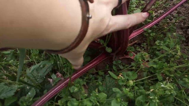 ВОТ ЭТО УРОЖАЙ!!! 12 соток в конце сентября.24.09.2023 смотреть онлайн