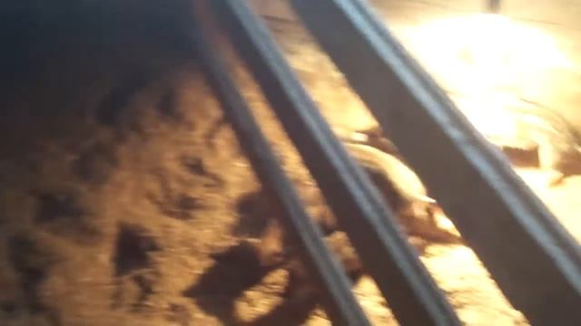 Поросята папа мангал мама Дюрок Хозяйство Лилии Волковой смотреть онлайн