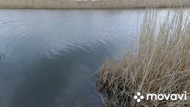 ловля селёдки (себеля) краснопера на удочку и паплопопер смотреть онлайн