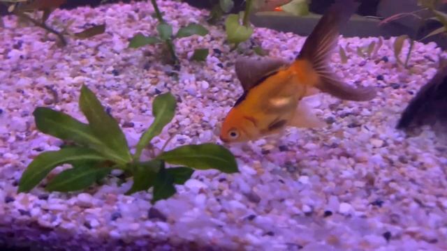 Тритоны в аквариуме с золотыми рыбками, соседи тритона. смотреть онлайн