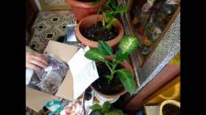 посылка из интернет  магазина Садовый Мир