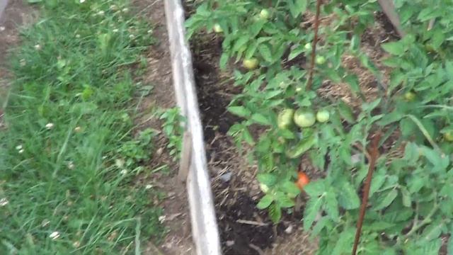 ТОМАТ БЕТА ЛЮКС ОБЗОР ПЕРВЫХ ТОМАТОВ смотреть онлайн