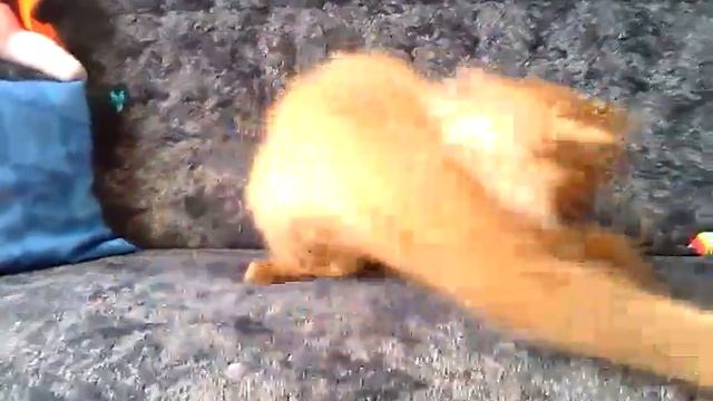 Beauty Star Ursa - хайленд-страйт, окрас циннамон смотреть онлайн