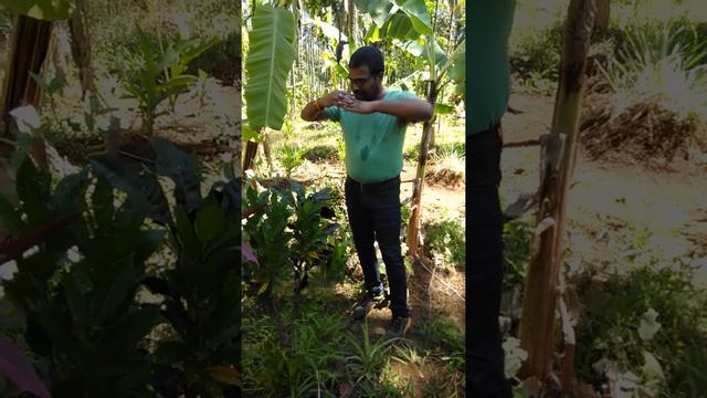 ГОА. Плантация специй. Как растут Бананы