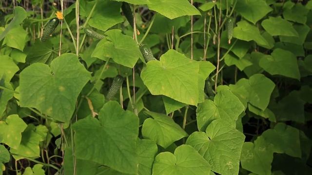 Востребованные профессии в КР: Агроном смотреть онлайн