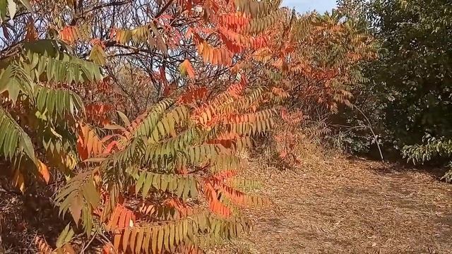 Осенний блюз. Красивая мелодия. Autumn Blues. # 226. смотреть онлайн