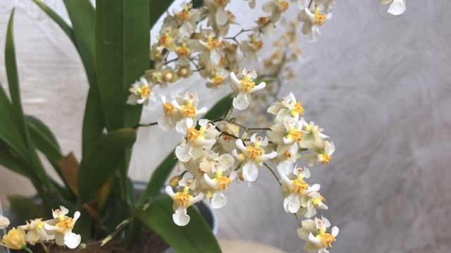 Иод и дрожжи для орхидей и комнатных растений. смотреть онлайн