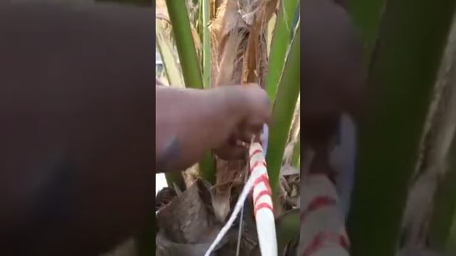 How to make coconut nut 🥥 🌴 Syrup смотреть онлайн