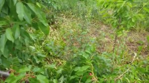 В гостях у Сказки :) Черешня раннего срока созревания сорт Сказка. Обзор 2022 год