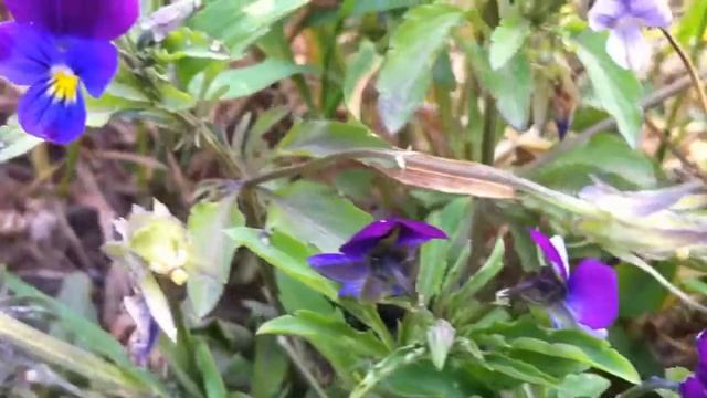 Tricolored Pansy (Viola Tricolor) / Heartsease - 2012-06-02 смотреть онлайн