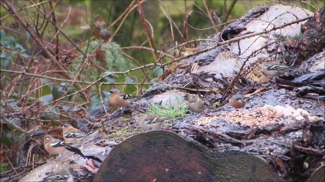 High Speed Burst on Canon Powershot SX510HS