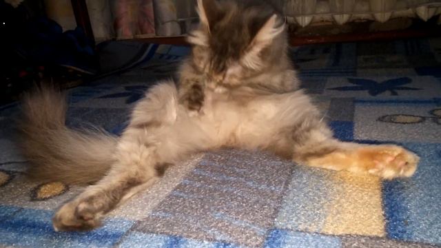 Моя кошка умывается смотреть онлайн