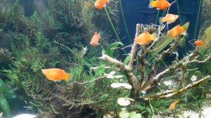 Бактериальная плёнка на поверхности воды аквариума. Причины её появления и способы её  устранения.