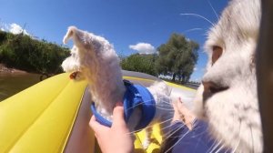 С котом вход разрешен! На лодке Кевин и Билли Бой | путешествие с котом и псом