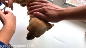 День стрижки когтей. Все в шоке ! Как подстричь когти коту или собаке и остаться в живых