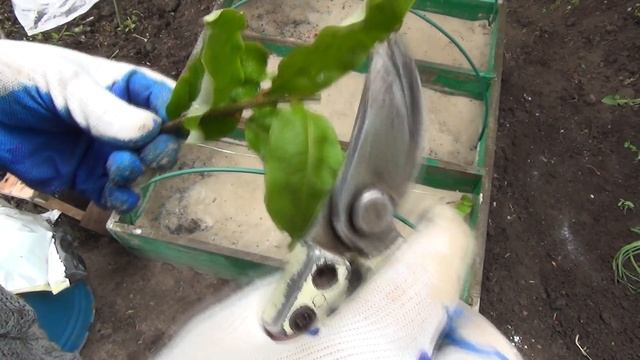 Зелёное черенкование гуми. смотреть онлайн