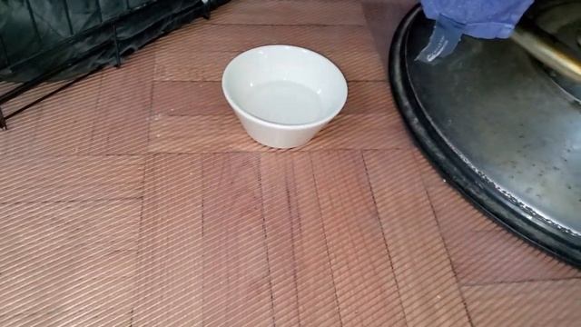 Купили щенка