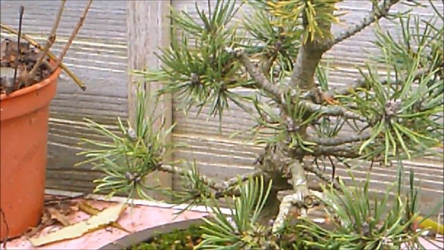 Mugo 'Mops' Pine Bonsai Update Dec 2020 смотреть онлайн