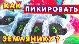 ПИКИРОВКА ЗЕМЛЯНИКИ: как правильно ПИКИРОВАТЬ землянику из семян КРУПНЫМ ПЛАНОМ