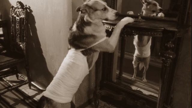 Собачье сердце - Я красавец. Быть может, неизвестный собачий принц. Инкогнито смотреть онлайн