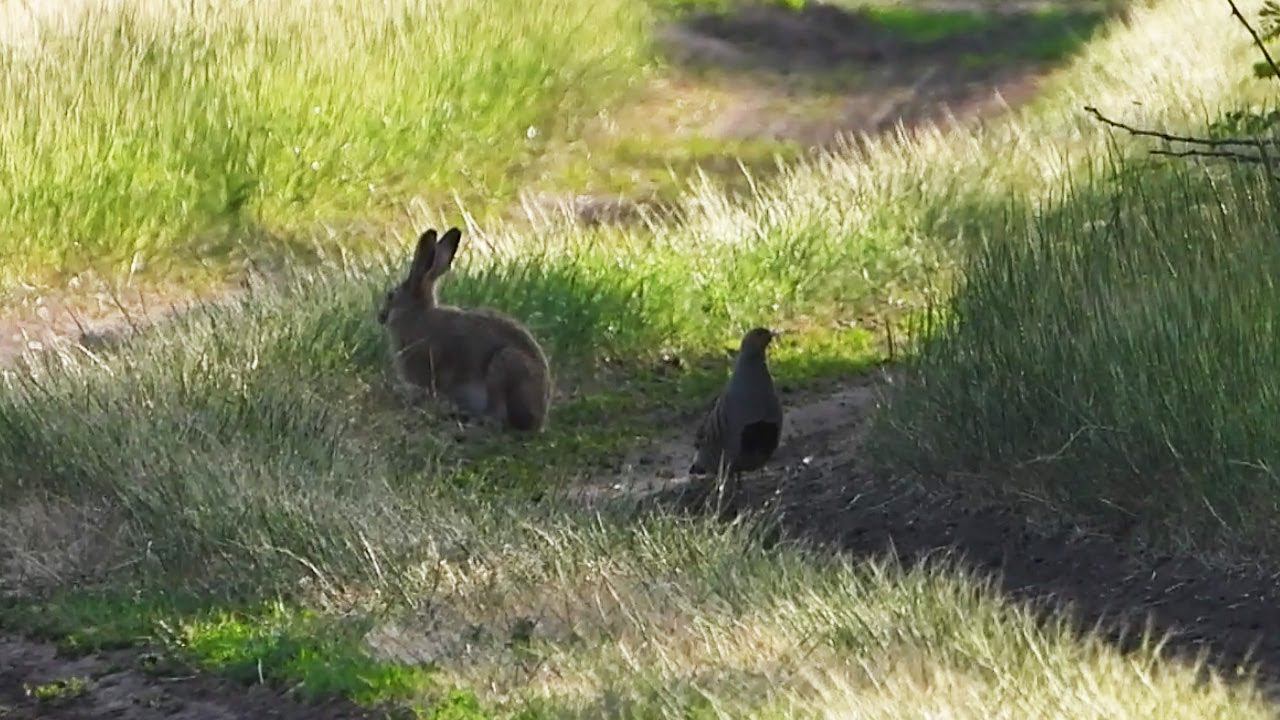 Зайцы и Куропатки - Жизнь по соседству / Hares and Partridges - Life in the Neighbourhood смотреть онлайн