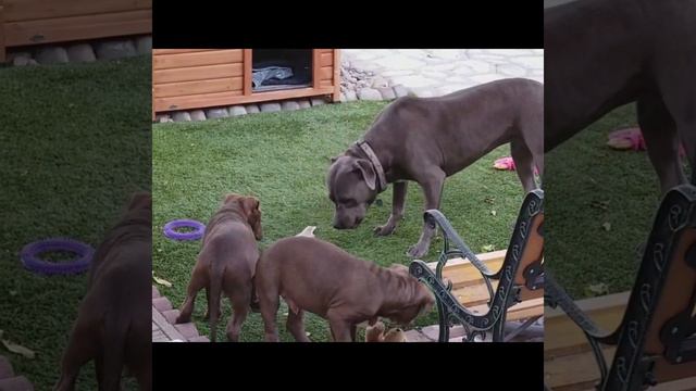 Adorable Pit Bull puppy brothers test the BIG DOG! смотреть онлайн