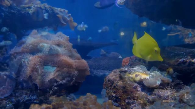 Музыка для Медитации, Йога Музика, Музика для сна, Расслябляющая Музыка