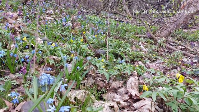 Прелести весны. Прекрасный месяц Апрель. 9 апреля 2023г. Новоусманский район. Воронежская область.