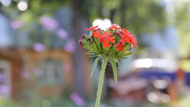 Canon 550d rebel t2i sample video. Focus Test. Beautiful Weather! 18-135mmkitlens 3.5-5.6 смотреть онлайн