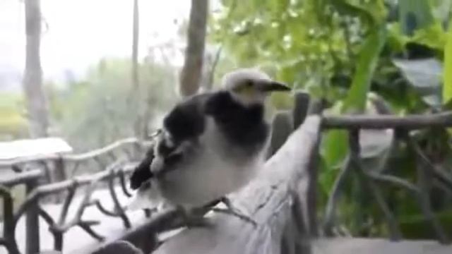 Говорящий скворец смотреть онлайн