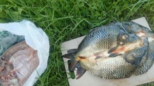 КАРП ХОЛОДНОГО КОПЧЕНИЯ, в Коптильне ИП Федотов. Так вкусно еще не ел!!???