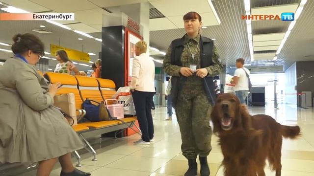 Кинолог в Кольцово 10 04 18 смотреть онлайн