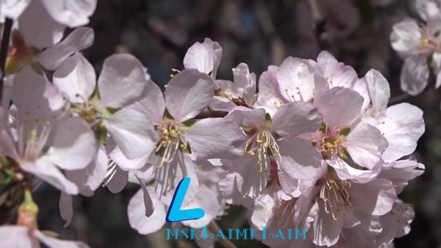 Самая красивая сакура в Москве у МГУ смотреть онлайн