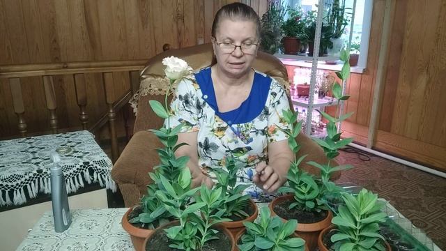 26 января 2021 г Эустома. Зимовка в домашних условиях. смотреть онлайн