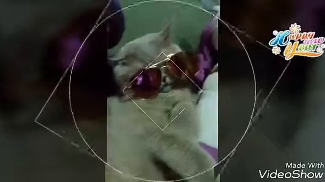 Кошечки смотреть онлайн