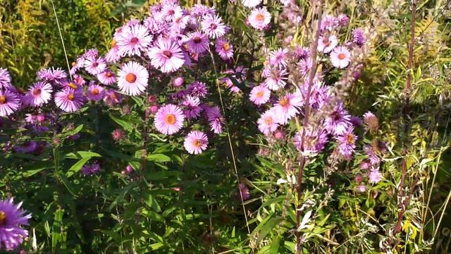 Осінні квіти біля Трускавця на Львівщині 11 жовтня 2020 р. смотреть онлайн