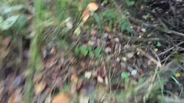 Грибная охота с Лидией Соловьевой, Ч.2, 2020 смотреть онлайн