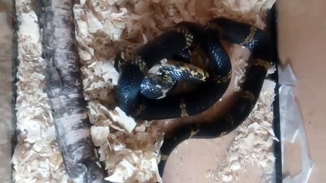 Амурский полоз кормление