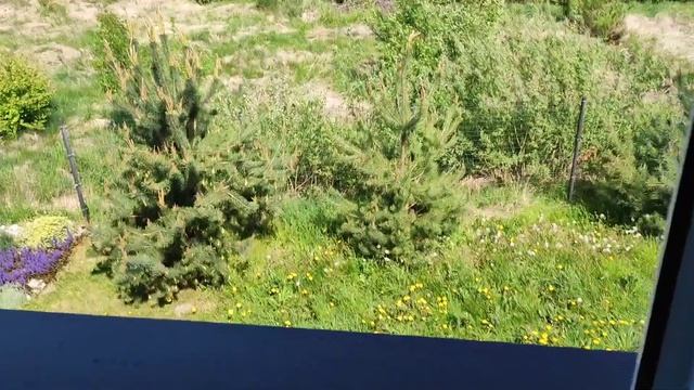 Покос травы на участке До и После 14.05.2023 г.